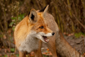 red fox