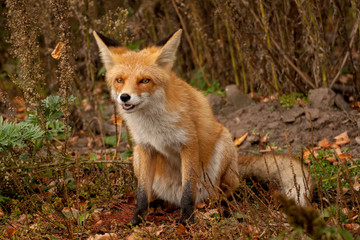 red fox