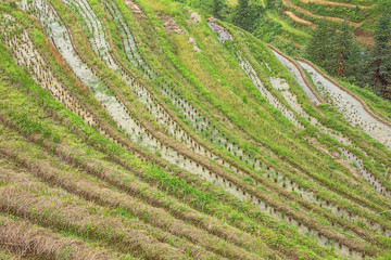 Close up of harvested rice fields at Ping'ancun village in the Longsheng area near Guilin