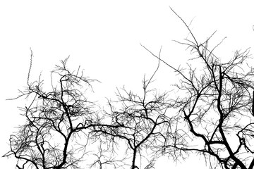 Dead branches , Silhouette dead tree or dry tree on white background with clipping path.