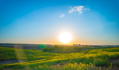 Obraz premium Field of blooming rapeseed under the sun