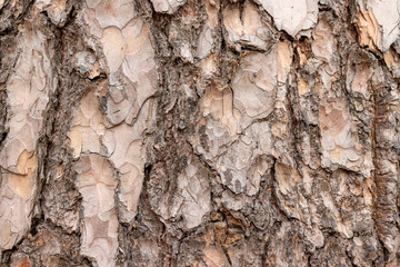 Old pine tree bark texture, wooden background