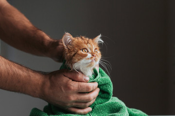 ginger kitten after a shower wrapped in a green towel. wet kitten after washing in human hands.