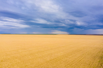 Fototapeta na wymiar Panorama of a wheat field, wheat crop in Russia, thunderclouds over the crop. Combine harvester harvests wheat in the field