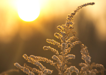 Dried plant blossoms at sunset. The light of the evening Sun scattered in inflorescences gives them unusual beauty.