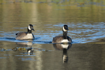 Obraz premium Canada Geese 