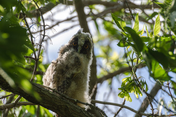 young owl on a tree