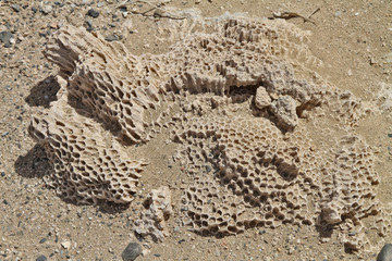 corail fossile
