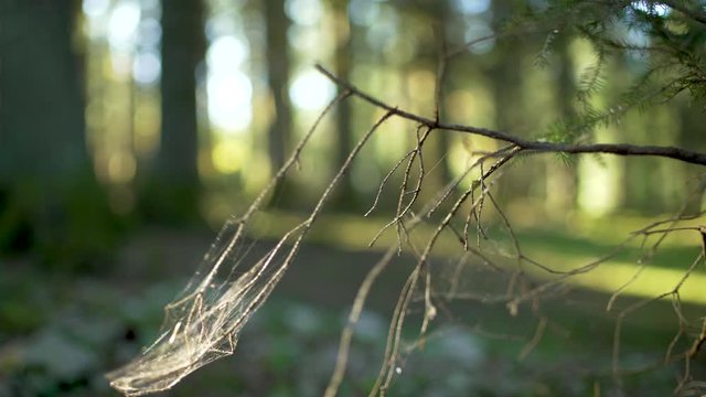 Bokeh nature branche d'arbre en foret, belle lumi&egrave;re