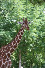 giraffe in the zoo