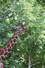 Giraffe 