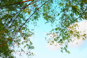 Bright blue sky and white clouds in the morning with tree and leaves for background, natural, and inspirational concept