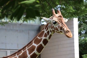 Giraffe 