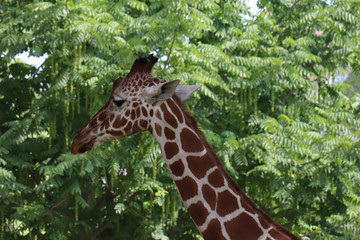 Giraffe 