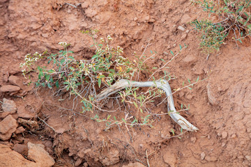 A diminutive juniper tree finds a foothold to grow in the rocky cliff slough in the semi-desert landscape of Kodachrome Basin State Park, Utah