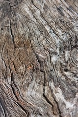 tree bark texture