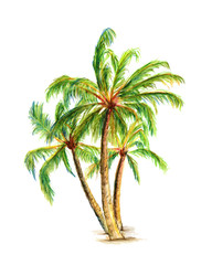 Palm trees. Three Palm trees. design element. Watercolor  hand drawn illustrations isolated on a white background