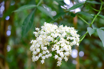 White bouquet in botnical gareden.