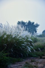 morning in forest