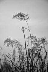 grass and sky
