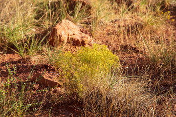 A Threadfleaf Snakeweed plant blooms in the semi-desert landscape of Kodachrome Basin State Park, Utah