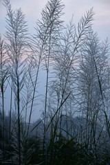 trees in fog