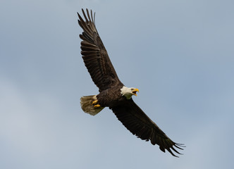 An American Bald Eagle in flight.