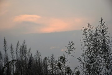 tree in fog