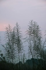 trees in fog