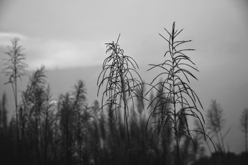 trees in fog