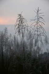 trees in fog