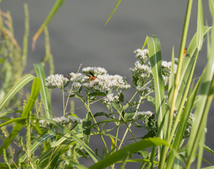 A wasp sitting on a wildflower and eating pollen.
