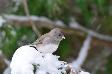 Dark Eyed Junco female