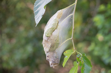 A late summer webworm nest on a leafy tree, filled with larvae.