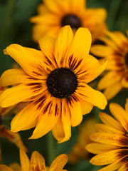 A variety of orange flowers