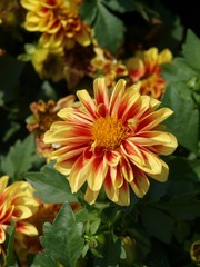 A variety of orange flowers