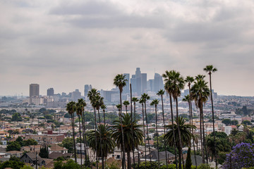 View of Los Angeles, CA with palm trees and moody sky