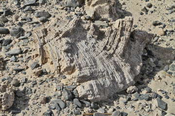 corail fossile