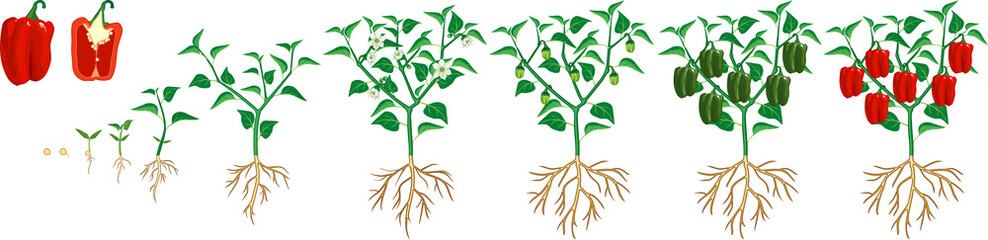 Life cycle of pepper plant. Growth stages from seed to flowering and fruiting plant with ripe red peppers isolated on white background