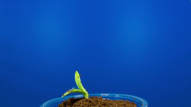 germination and seedling of a green plant seed time lapse