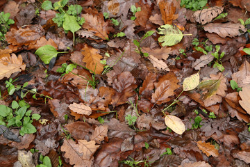 Brown autumn leaves lie on the ground