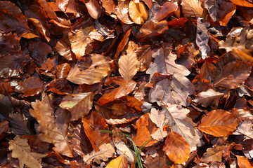 Brown autumn leaves lie on the ground