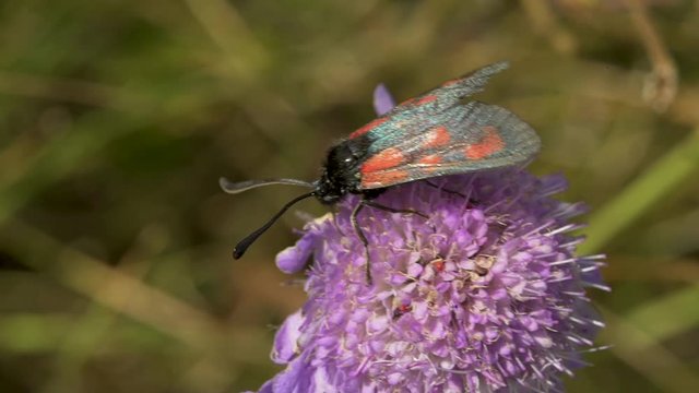 Macro insecte sur une fleure, ailes noire et rouge 