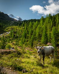 Fototapeta na wymiar Cattle near a small creek in the alps on a sunny day in summer