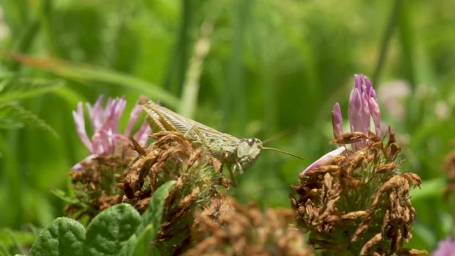 grillons europ&eacute;en, macro sur une fleure 