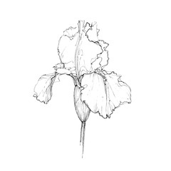 Iris illustration on white background, Iris sketch, Iris linework, Iris draw