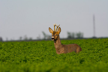 Naklejka premium Beautiful deer on green grass
