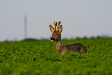 Beautiful deer on green grass