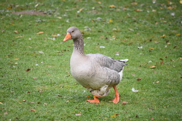 Gans