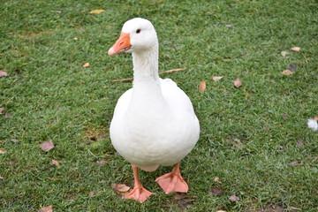 Gans